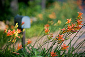 Summer flowers. Annisquam village. Gloucester. Massachusetts. USA.