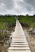 Bahamas, Grand Bahama Island, Eastern Side: Lucayan National Park, Mangrove Area