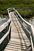 Bahamas, Grand Bahama Island, Eastern Side: Lucayan National Park, Mangrove Area, Footbridge