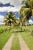 French West Indies (FWI), Guadeloupe, Basse-Terre, Sainte-Rose: Palm Tree Entrance Drive