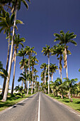 French West Indies (FWI), Guadeloupe, Basse-Terre, Caspesterre, Belle-Eau: Allee Dumanoir, Road N1 with Tall Palm Trees