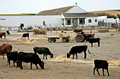Rinderfarm, Cortiso Soto Rea, Andalusien, Spanien, Europa