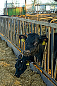 Cows on a farm, Kevelaer, Lower Rhine, North Rhine-Westphalia, Germany