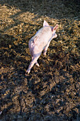 Pig on a farm, Kevelaer, North Rhine-Westphalia, Germany