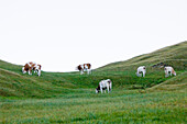 Cows on green pasture, Seiser Alm, Langkofel,Dolomites, South Tyrol, Italia