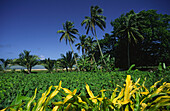 South pacific Fiji Vitu Levu Nanani I Ra palm trees