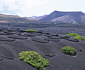 Vineyards on volcanic ashes. La Geria. Lanzarote. Canary Islands. Spain