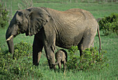 African Elephant (Loxodonta africana) with baby. Masai Mara. Kenya