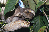 Three-toed Sloth (Bradypus)