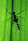 Leaf-cutting Ant (Acromyrmex lundi)