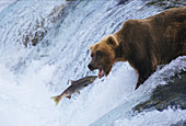 Brown Bear fishing for salmon