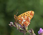 Butterfly (Clossiana selene)