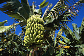 Bananas. Canary Islands. Spain