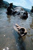 Washing an elephant in a river. Sri Lanka