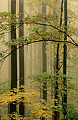 Great Smoky Mountains NP. TN. USA