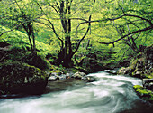 Nalón River. Asturias. Spain