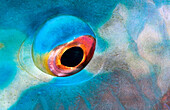 Parrotfish eye (Scarus sp.). Andaman Sea. Thailand