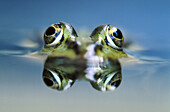 Water Frog (Rana esculenta)