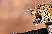 Leopard (Panthera pardus), captive