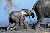Elephants (Loxodonta africana). Hwange. Zimbabwe