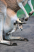 Red Kangaroos (Macropus rufus), captive