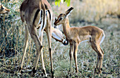 Impalas (Aepyceros melampus). Kruger. South Africa
