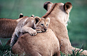 Lions (Panthera leo). Masai Mara. Kenya