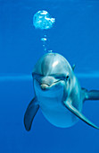 Young Bottlenose Dolphin (Tursiops truncatus)