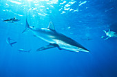 Schooling Caribbean Reef Sharks (Carcharhinus perezi). Cuba