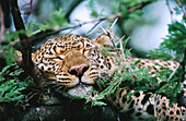 Leopardess. Masai Mara. Kenya