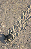 Hatchling Green turtle and tracks in sand