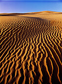 The Great Sandhills. Saskatchewan. Canada