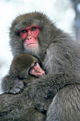 Japanese Macaques (Macaca fuscata). Shiga Kogen. Joshin etsu Kogen National Park. Japan