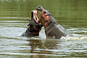 Hippos fighting in river