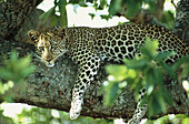 Leopard (Panthera pardus). Kenya