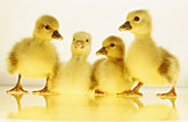 Ducklings