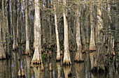 Wetlands, Houma. Louisiana, USA