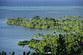 Coconut palms, Raiatea. Leeward Islands, French Polynesia