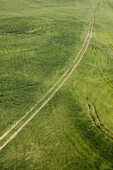 Green Fields from Road S 561, Pergusa, Enna area. Sicily, Italy