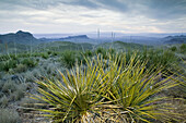 Sotol Plants (Dasylirion wheeleri). Big Bend Area-Big Bend NP. Texas, USA.