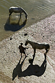 Morocco. Atlantic Coast. Azemmour: Horse. Man and Shadows. Town Riverside