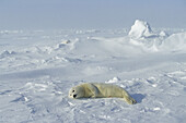 Harp Seal pup (Pagophilus groenlandicus). Magdalen Islands. Canada
