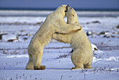 Polar Bears (Ursus maritimus)