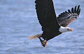 Bald Eagle (Haliaeetus leucocephalus) fishing