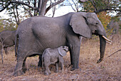 African Elephant (Loxodonta africana) and calf