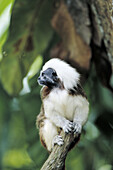 Cotton-top Tamarin (Sanguinus oedipus)