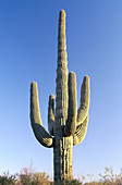 Saguaro National Park. Arizona. USA