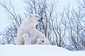 Polar Bears (Ursus maritimus). Canada