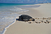 Hawksbill Turtle (Eretmochelys imbricata)