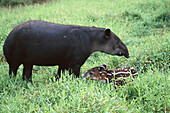 Baird s Tapir (Tapirus bairdi). Costa Rica